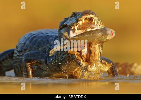 Coccodrillo cattura il pesce in acqua di fiume, luce della sera. Yacare Caiman, coccodrillo con pesce in muratura aperta con denti grandi, Pantanal, Bolivia. Dettaglio p Foto Stock