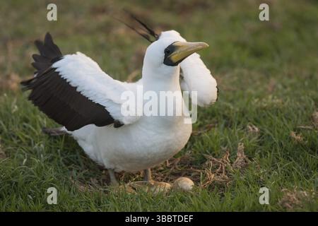 Booby mascherato (Sula dactylatra tasmani) arroccato sul terreno, Isola di Norfolk, Oceania Foto Stock