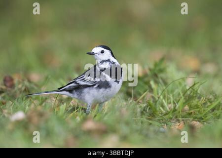 Pied Wagtail - Trauerbachstelze - Motacilla alba ssp. Yarelli, Gran Bretagna Foto Stock
