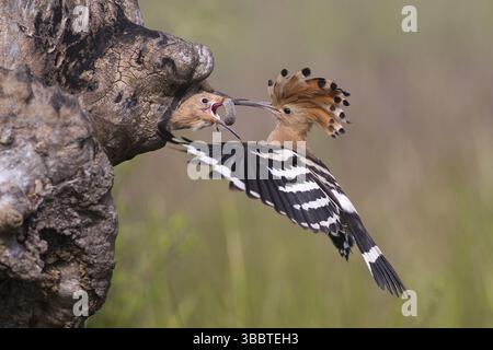 Hoopoe epop epops (Upupa epops) eurasiatica che nutrono i giovani nella cavità di nidificazione, Subotica, Serbia, Europa Foto Stock