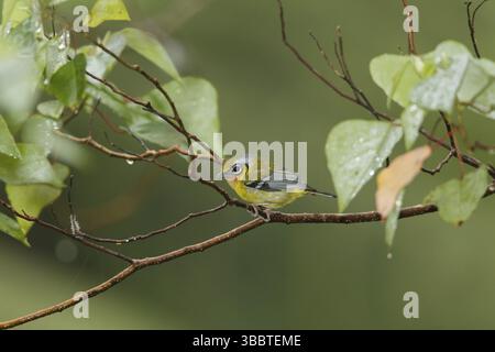 Shrike-babbler dalle orecchie nere (Pteruthius melanotis), Fraser's Hill, Malesia, Asia Foto Stock