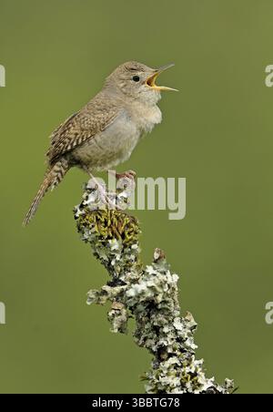 House Wren (Troglodytes aedon) canto, Columbia Britannica, Canada, Nord America Foto Stock