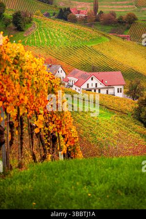 Percorso del vino della Stiria in autunno, Austria Foto Stock