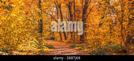 Panoramic picturesque autumn forest with orange and yellow leaves under soft sunset sunlight, seasonal nature landscape, peaceful outdoor scene Foto Stock