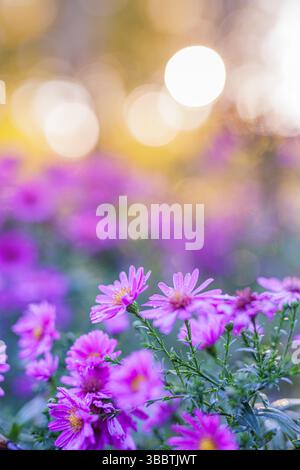 Splendidi fiori viola nel parco autunnale che si illuminano alla calda luce del sole con sfondo bokeh sfocato primo piano artistico scena naturale floreale stagionale Foto Stock