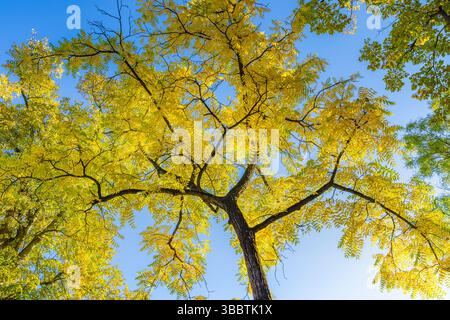Soleggiata, pittoresca e rilassante natura autunnale e alberi dalle foglie dorate del giallo cielo azzurro, paesaggio stagionale all'aperto, tranquilla foresta ispira la vista Foto Stock