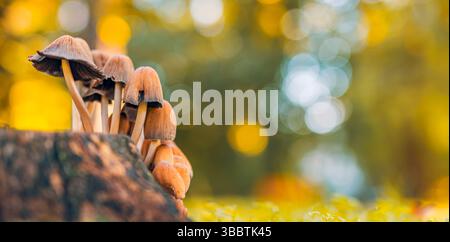 I bellissimi funghi si chiudono nella foresta autunnale, sullo sfondo naturale della foresta, il tramonto, la luce del sole, la colorata scena stagionale all'aperto. La natura dei sogni Foto Stock