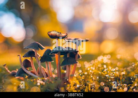 I bellissimi funghi si chiudono nella foresta autunnale, sullo sfondo naturale della foresta, il tramonto, la luce del sole, la colorata scena stagionale all'aperto. La natura dei sogni Foto Stock