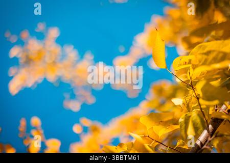 Foglie autunnali dorate gialle su un cielo azzurro e soleggiato sfondo naturale di stagione idilliaca scena astratta del fogliame, perfetta per arte murale naturale. Foto Stock