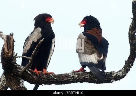 Coppia Bateleur (Terathopius ecaudatus), Parco Nazionale di Kruger, Sudafrica, Africa Foto Stock