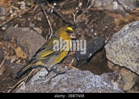 Nihoa Finch, Telespiza ultima, Hawaii, Nihoa, Hawaiian Honeycreeper, specie in pericolo Foto Stock