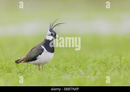 Kiebitz, Vanellus vanellus Northern Lapwing, Vanellus vanellus Foto Stock