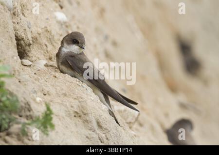 Common Sand Martin - Uferschwalbe - Riparia riparia ssp. riparia, Germania, adulti, Europa Foto Stock