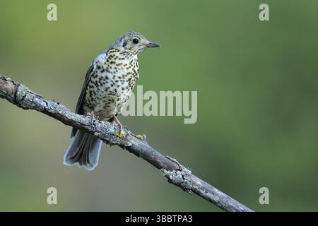 Mistle Thrush (Turdus viscivorus) giovanile arroccato su un ramo, Andalusia, Spagna, Europa Foto Stock