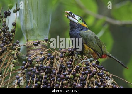 Toucanet (Selenidera maculirostris) a base di palme nella foresta pluviale atlantica del sud-est del Brasile Foto Stock
