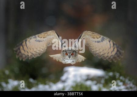 Gufo dell'aquila che atterra su un ceppo di alberi innevati nella foresta. Gufo volante con ali aperte in habitat con alberi. Scena invernale d'azione dalla natura Foto Stock
