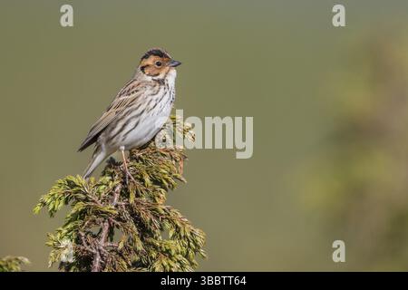 Little Buntint - Zwergammer - Emberiza pusilla, Russia, Europa Foto Stock
