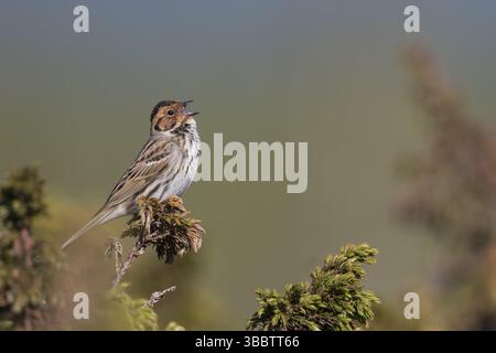 Little Buntint - Zwergammer - Emberiza pusilla, Russia, Europa Foto Stock
