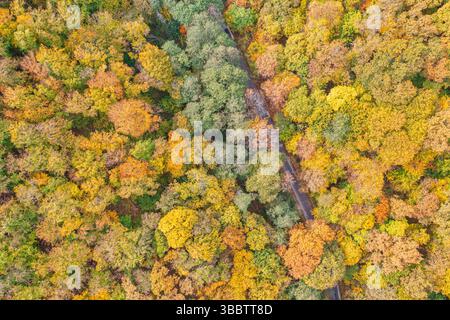 Splendido paesaggio della foresta autunnale con una tranquilla strada di montagna che passa attraverso, tranquillo scenario autunnale, scenografiche pareti naturali, fogliame vivace Foto Stock