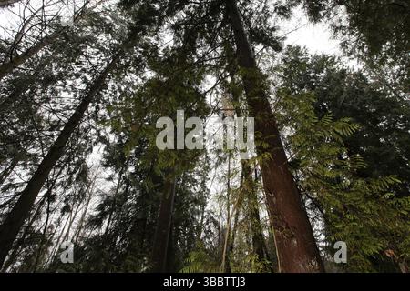 Barred Owl (Strix varia) femmina, British Columbia, Canada, Nord America Foto Stock