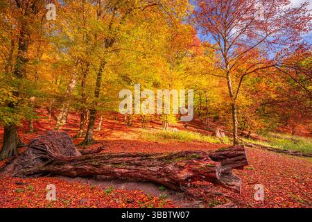Gorgeous autumn forest field with colorful leaves and sunshine, vibrant fall landscape, peaceful seasonal nature, tranquil woodland scene Foto Stock