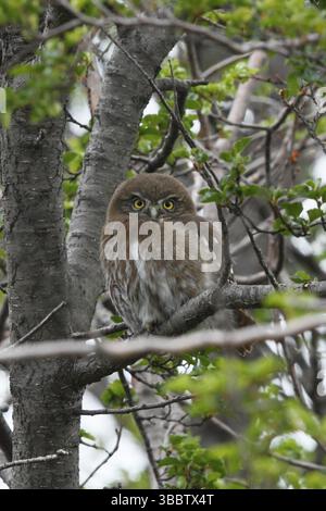 Gufo pigmeo Australe (Glaucidium nana), Terra del fuoco, Argentina, Sud America Foto Stock