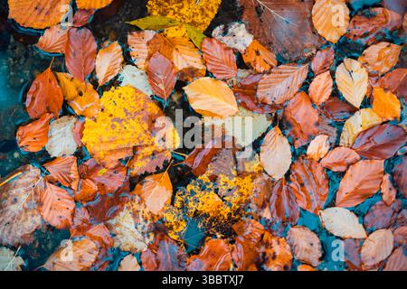 Rilassanti foglie autunnali che galleggiano su una superficie d'acqua calma, natura artistica di stagione, paesaggio autunnale, fogliame vibrante e sereno all'aperto Foto Stock