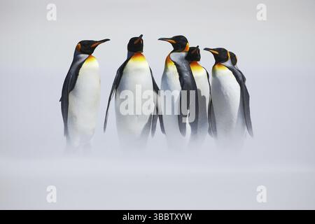 Gruppo di pinguini. Gruppo di sei pinguini re, Appenodytes patagonicus, che vanno dalla neve bianca al mare nelle Isole Falkland. Pinguini nella neve. Gruppo o Foto Stock