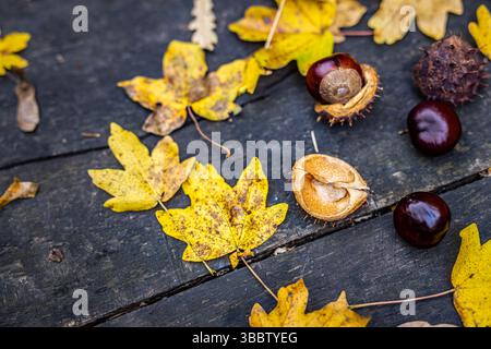 Comodo tavolo autunnale con foglie colorate e castagne, sfondo naturale astratto di stagione, caldo scenario autunnale, tranquillo arredamento autunnale all'aperto, scenografico Foto Stock