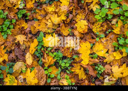 Foglie autunnali colorate sparse sul terreno della foresta, tranquillo scenario naturale autunnale, vivace vegetazione stagionale, tranquillo paesaggio boschivo, paesaggi panoramici all'aperto Foto Stock