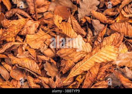 Splendido sfondo di foglie autunnali asciutte decorazione stagionale murale dettaglio fogliame carta da parati naturale con colorate stagioni autunnali all'aperto Foto Stock