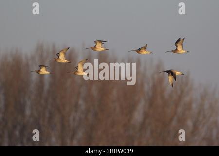 Curlew eurasiatico (Numenius arquata) Flock Flying, Paesi Bassi Foto Stock