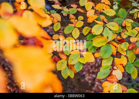 Sfondo di foglie colorate, vista astratta della natura autunnale, vivace fogliame stagionale ravvicinato con dettagli artistici del paesaggio naturale della foresta autunnale Foto Stock