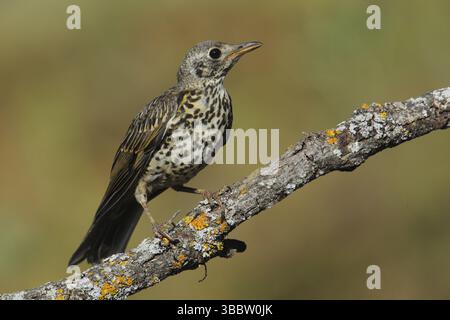 Mistle Thrush (Turdus viscivorus) giovanile, Andalusia, Spagna, Europa Foto Stock