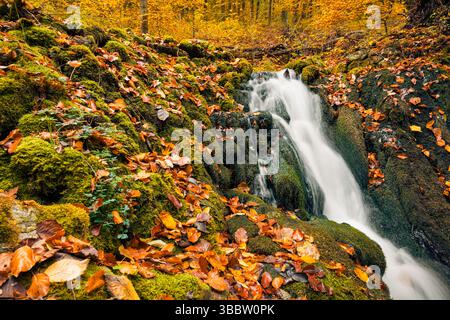 Splendida cascata autunnale con foglie dorate gialle e rocce muschiate, tranquillo paesaggio forestale stagionale, colorato e tranquillo scenario naturalistico, panoramico Foto Stock