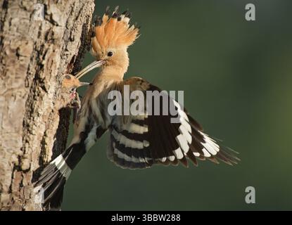 Hoopoe epop epops (Upupa epops), alimentazione giovanile in cavità riproduttiva, Lombardia, Italia, Europa Foto Stock
