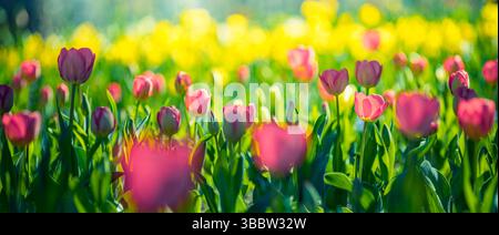 Splendidi fiori di tulipani rosa nello striscione del giardino, paesaggio floreale primaverile, sfondo naturale vibrante sfocato nel lussureggiante giardino Foto Stock