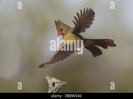 Cardinalis cardinalis (Cardinalis cardinalis), volo femminile, Arizona, Stati Uniti, Nord America Foto Stock
