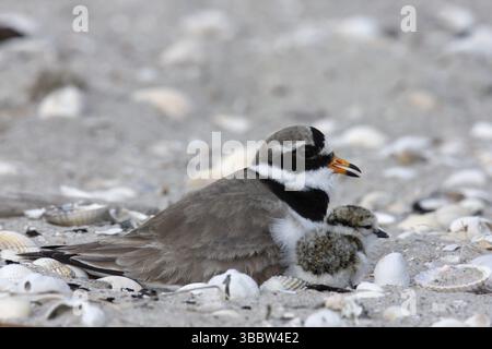 Plover ad anello comune (Charadrius hiaticula) nido, bassa Sassonia, Germania, Europa Foto Stock