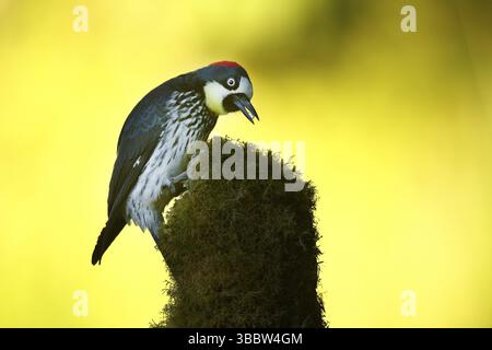 Acorn Woodpecker (Melanerpes formicivorus) femmina appollaiata su un ceppo muschiato, Costa Rica, America centrale Foto Stock