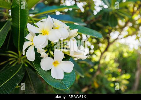 Frangipani plumeria fiori tropicali che fioriscono natura esotica, vibranti colori estivi, rilassante sfondo floreale paradiso isola bellezza fioritura tropicale Foto Stock