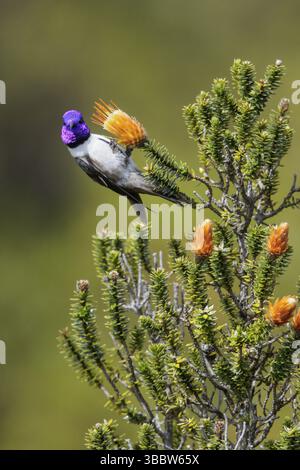 Hillstar ecuadoriana (Oreotrochilus chimborazo) arroccata su un fiore in Ecuador Foto Stock