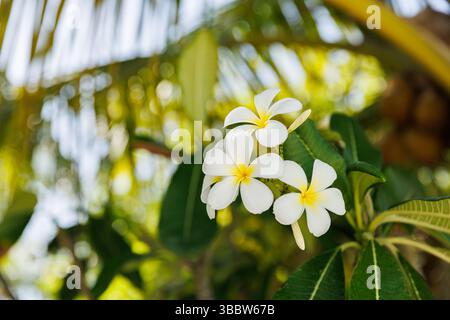 Frangipani plumeria fiori tropicali che fioriscono natura esotica, vibranti colori estivi, rilassante sfondo floreale paradiso isola bellezza fioritura tropicale Foto Stock