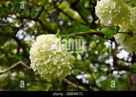Fiori di primavera bianchi di albero di palla di neve, Viburnum opulus 'Roseum' Regno Unito maggio Foto Stock