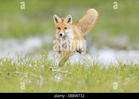Red Fox jumping, Vulpes vulpes, fauna selvatica dall'Europa. Animale cappotto di pelliccia d'arancia nell'habitat naturale. Fox sul prato verde della foresta Foto Stock