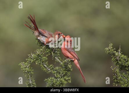 Cardinale del Nord (Cardinalis cardinalis), alimentazione maschile giovanile, Texas, Stati Uniti, Nord America Foto Stock