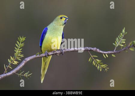 Pappagallo alato blu (Neophema chrysostoma), Tasmania, Australia, Oceania Foto Stock