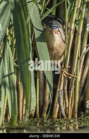 Little Bittern (Ixobrychus minutus) Foraging, Bulgaria, Europa Foto Stock