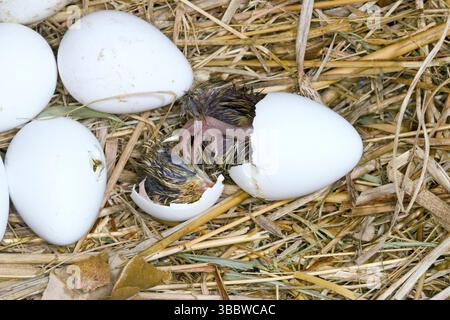 Northern Bobwhite Colinus virginianus Minneapolis, Minnesota, Stati Uniti 8 giugno Immatura appena schiusa. Phasianidae Foto Stock