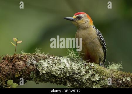 Picchio con corona rossa (Melanerpes rubricapillus) arroccato su un ramo delle Ande in Colombia Foto Stock